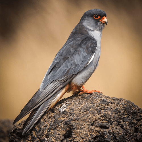 migratory birds in india in winter season