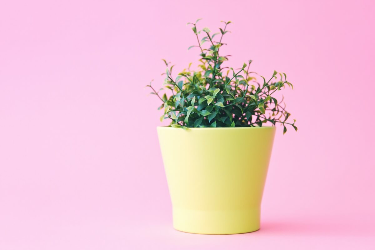10 Perfect House Plants that gives Positive Energy