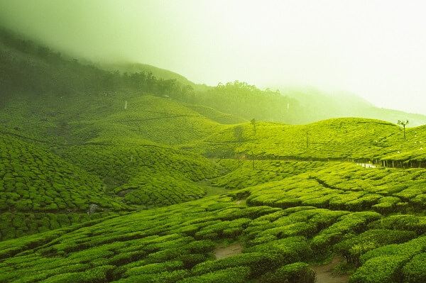 Best place to visit in South India during Summer - Munnar