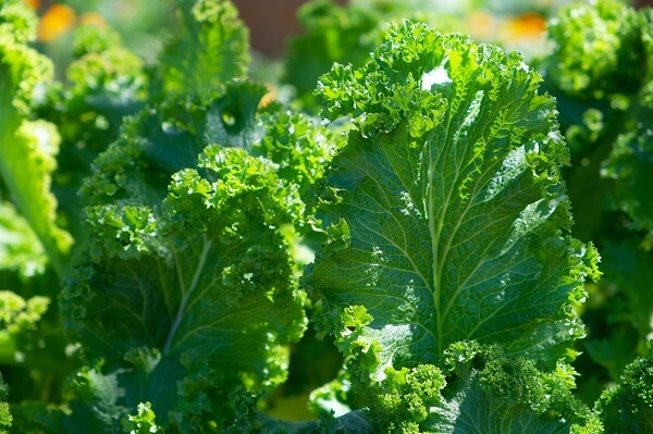 Best Cooling Food for Summers - Leafy Greens