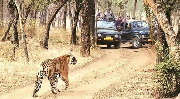 adventure sports in Maharashtra - Wildlife Safari
